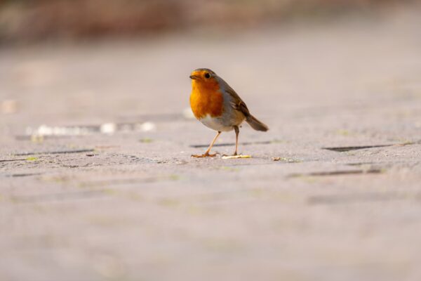 Small robin standing on the pavement of a suburban street, its head turned in curiosity